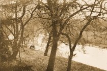Meadow on Opequon Creek